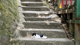 【尾道】猫の細道・猫の小道　個性豊かな猫との出会い
