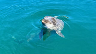 【伯方島】ドルフィンファームしまなみ　イルカを真近で見られる！一緒に泳げる！