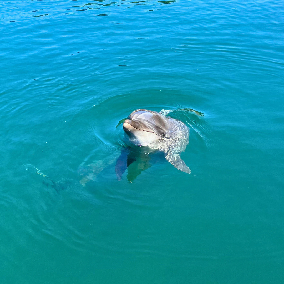【伯方島】ドルフィンファームしまなみのイルカの写真